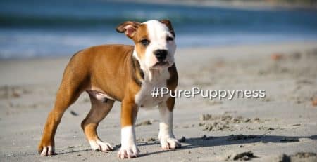 Breed specific legislation