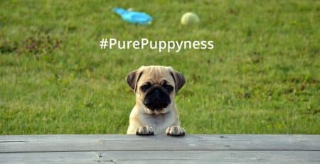 european dog quality