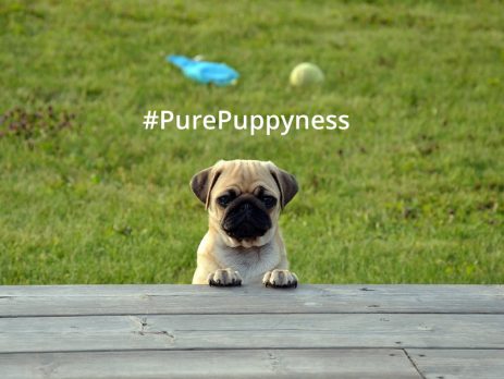 european dog quality