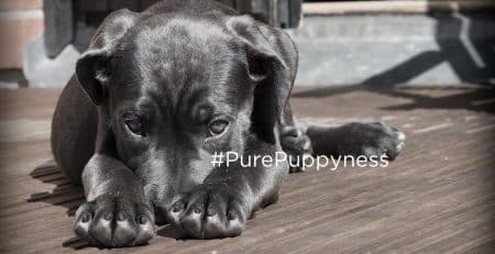 history of the cane corso