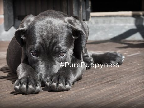 history of the cane corso