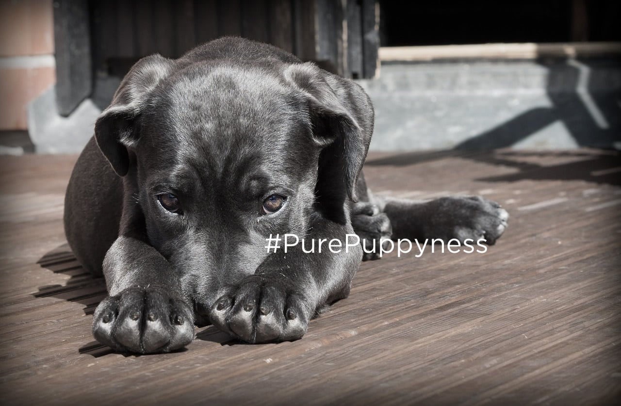 history of the cane corso