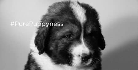 history of the caucasian mountain dog