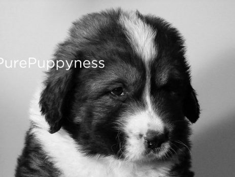 history of the caucasian mountain dog