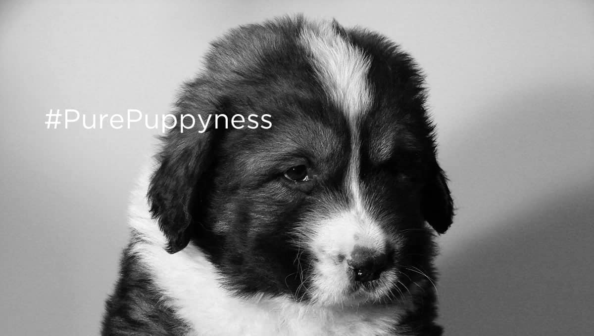 history of the caucasian mountain dog