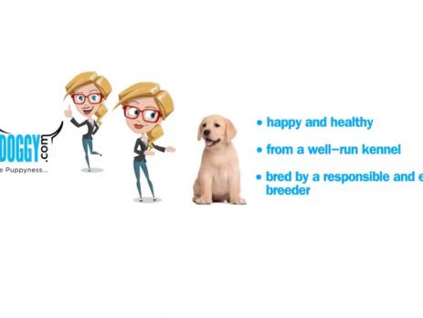 how to pick the right puppy