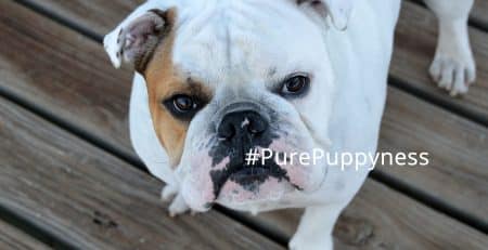 what-is-fci-pedigree