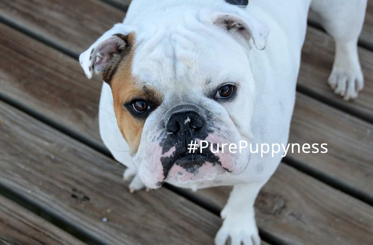 what-is-fci-pedigree