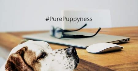 Interesting facts about dogs