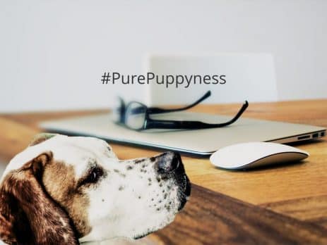 Interesting facts about dogs