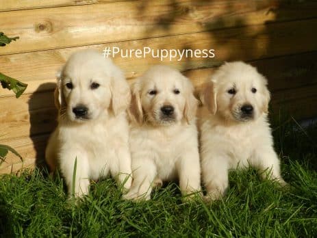 What does it mean for a dog to be purebred