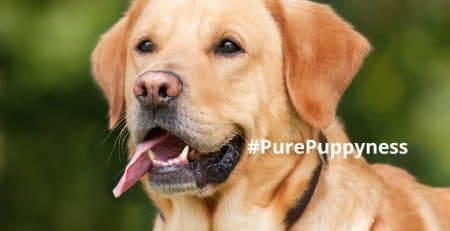 history of the labrador retriever