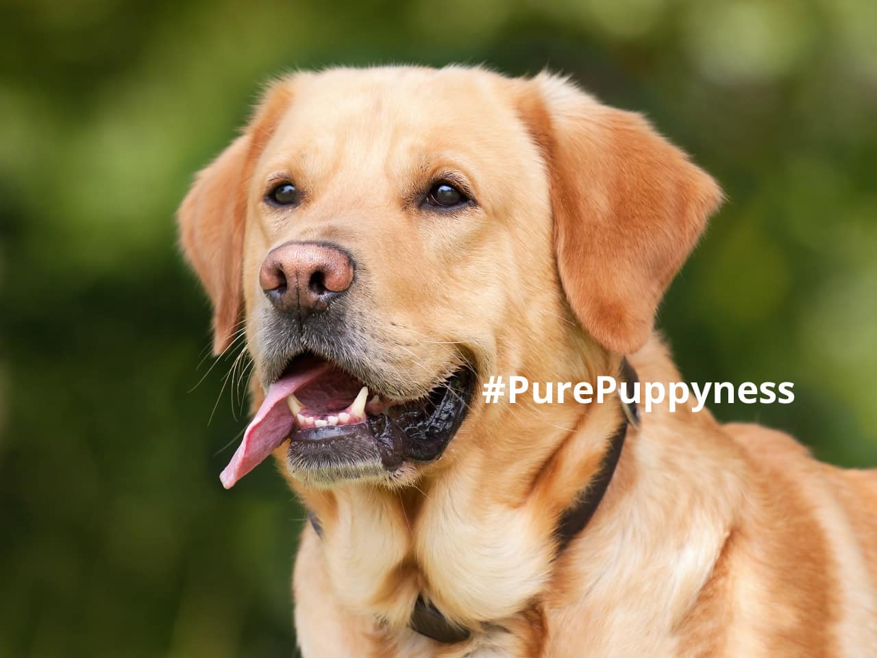 history of the labrador retriever