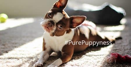 Everyday doggy etiquette