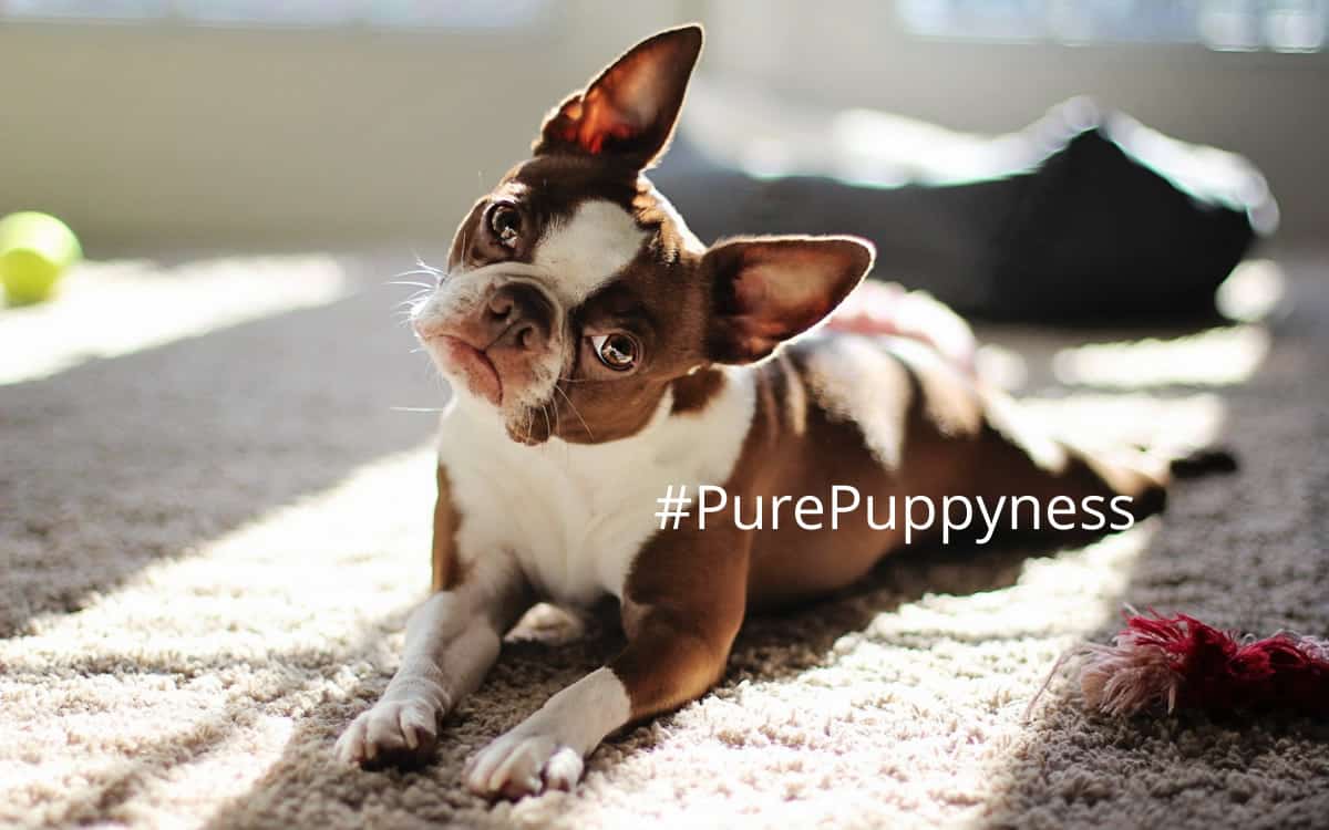 Everyday doggy etiquette