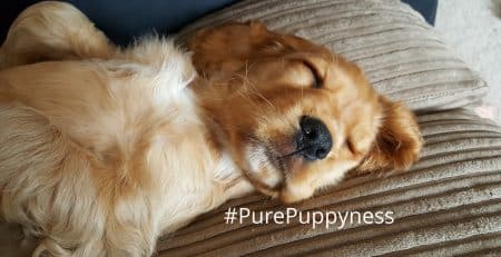 History of the English Cocker Spaniel