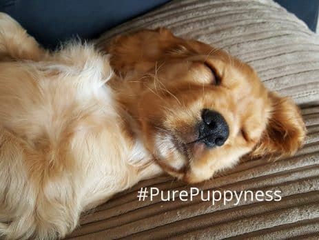 History of the English Cocker Spaniel