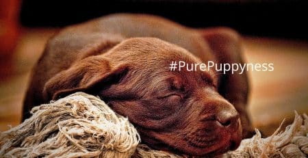 Join to the Doggy side