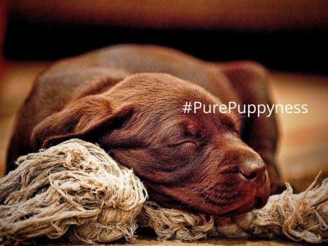 Join to the Doggy side