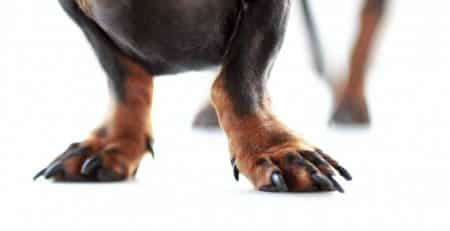 Nails blog NewDoggy.com