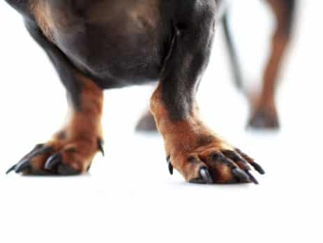 Nails blog NewDoggy.com