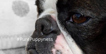 history of the boston terrier