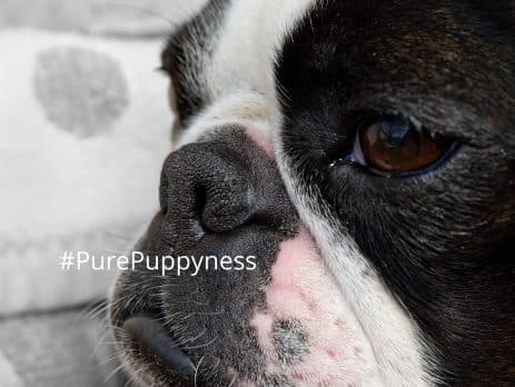 history of the boston terrier