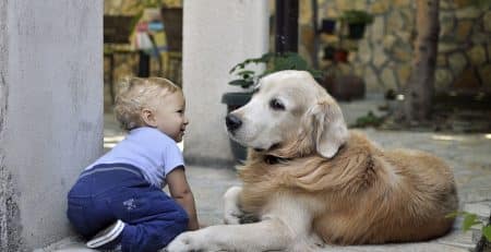 Dog breeds for a family with very young children blog NewDoggy.com