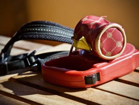 Collar vs harness blog NewDoggy.com