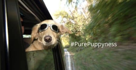 socializing-your-puppy