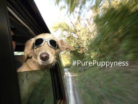 socializing-your-puppy