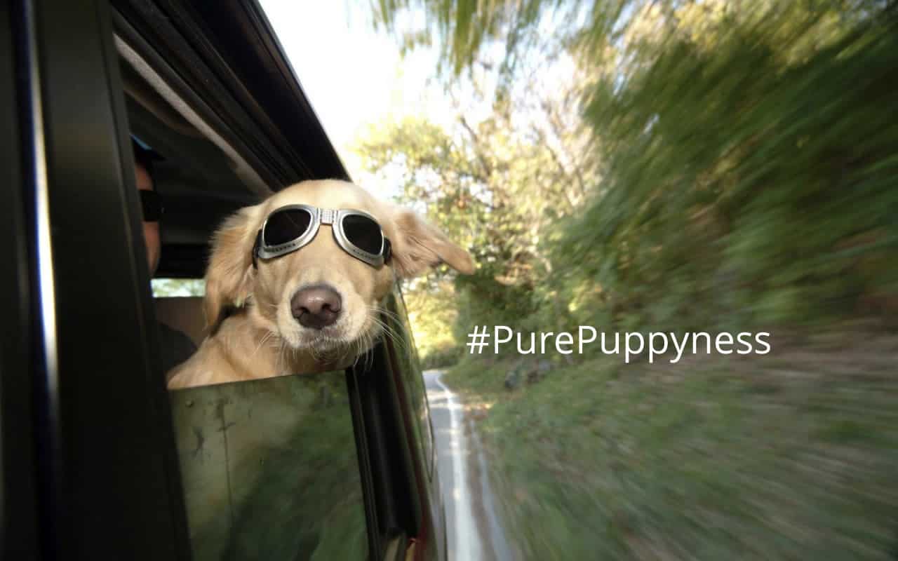 socializing-your-puppy