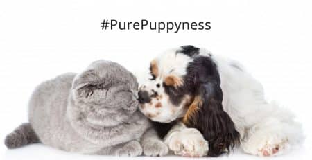 Cats and Dogs Can they get along