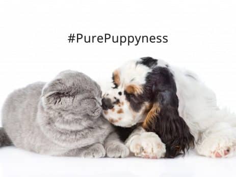 Cats and Dogs Can they get along