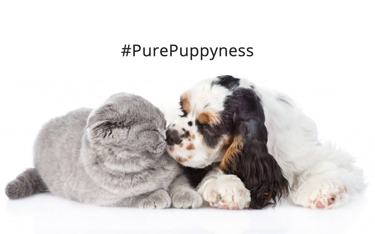 Cats and Dogs Can they get along