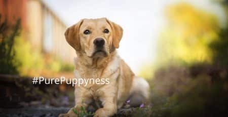 Help my dog is eating poop