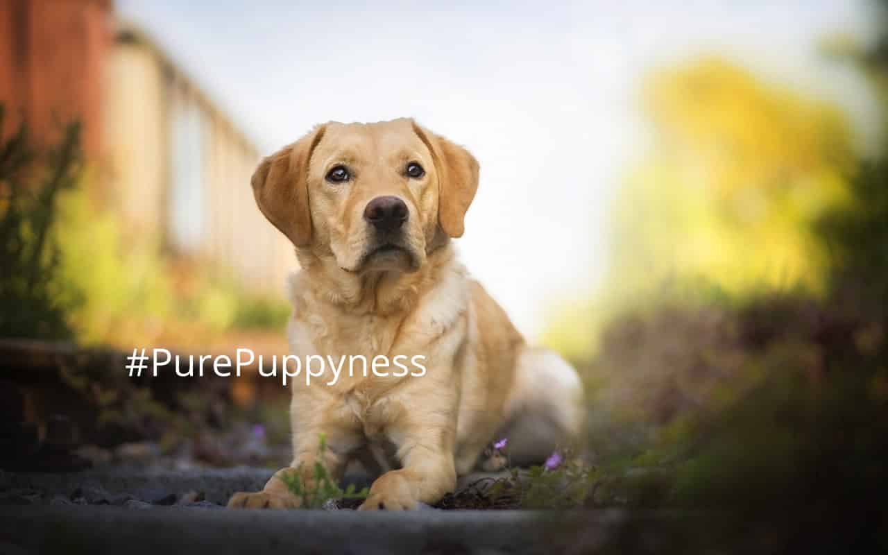 Help my dog is eating poop