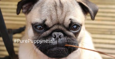 My dog is running a temperature