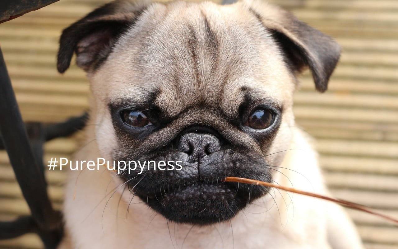 My dog is running a temperature