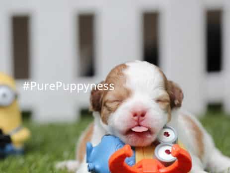 Help my dog cannot stand up