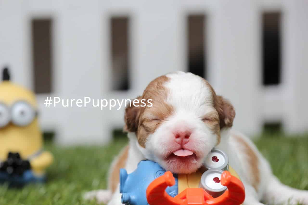 Help my dog cannot stand up