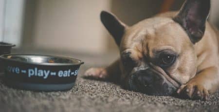 My dog stopped eating and drinking blog NewDoggy.com