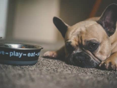 My dog stopped eating and drinking blog NewDoggy.com