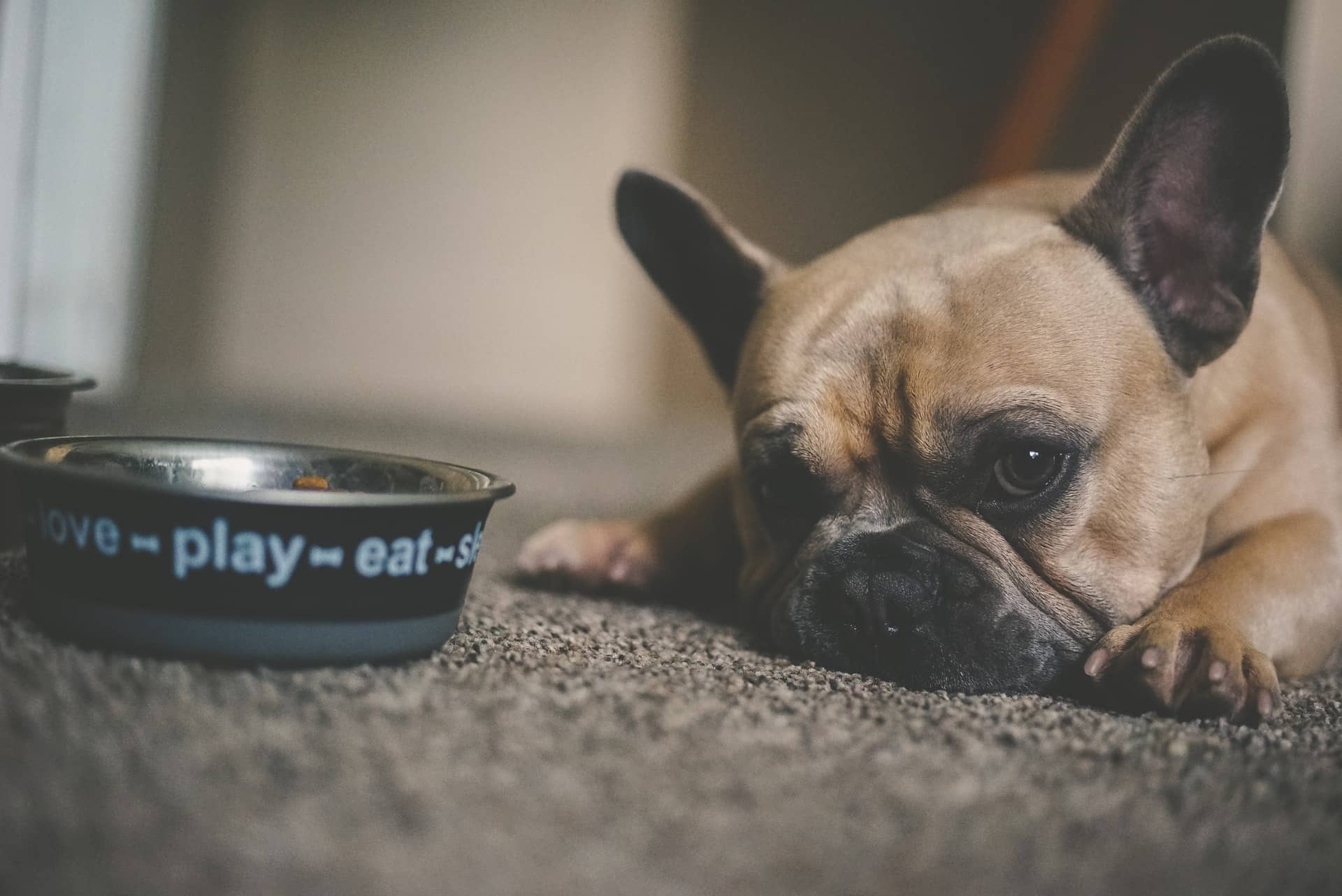 My dog stopped eating and drinking blog NewDoggy.com