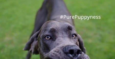 Vomiting in dogs and how to manage it