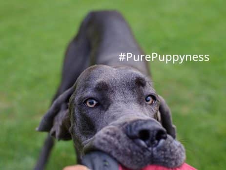 Vomiting in dogs and how to manage it