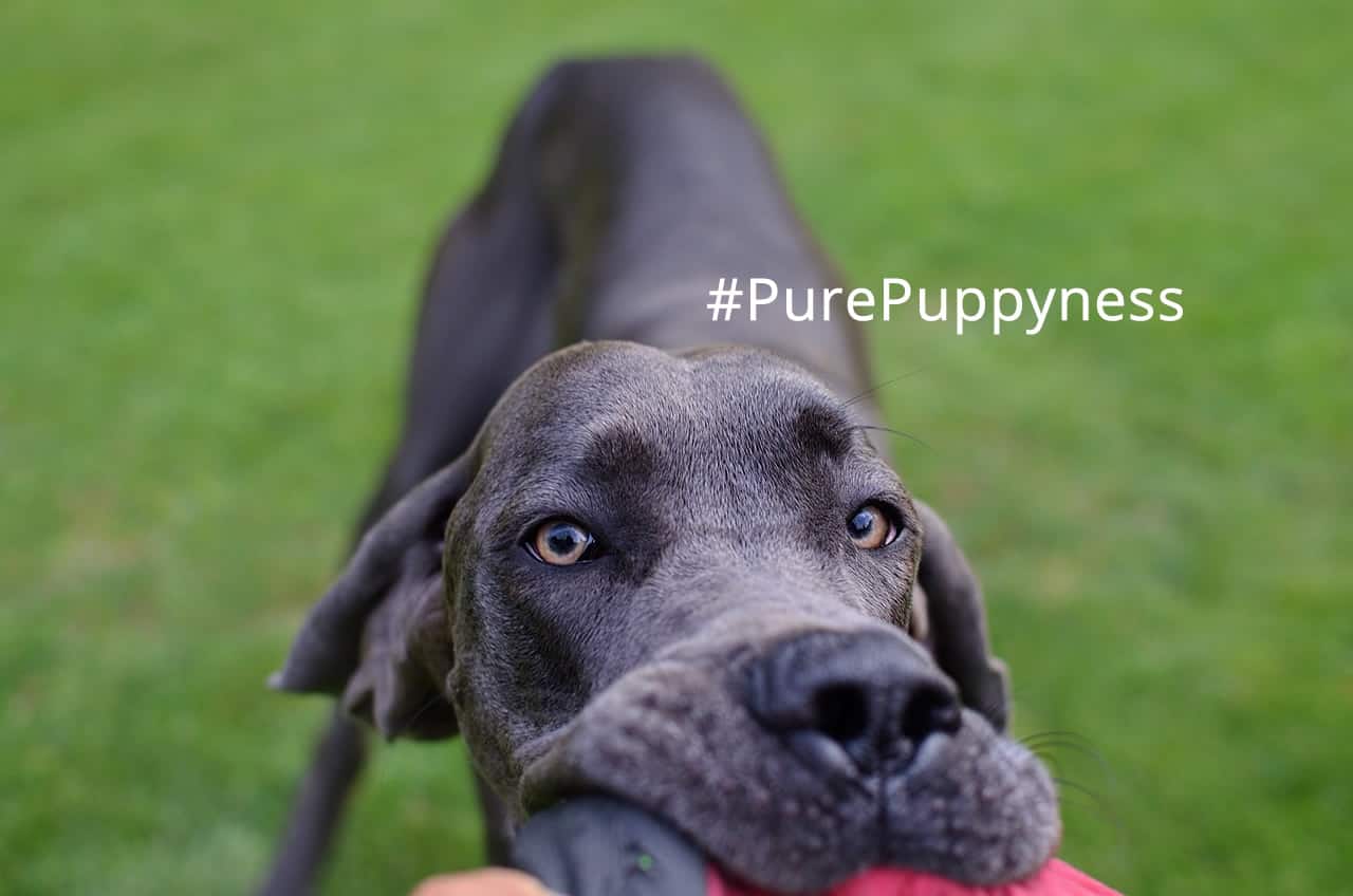 Vomiting in dogs and how to manage it