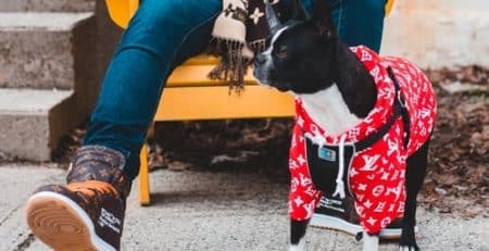 Cool costumes Dogs blog NewDoggy.com