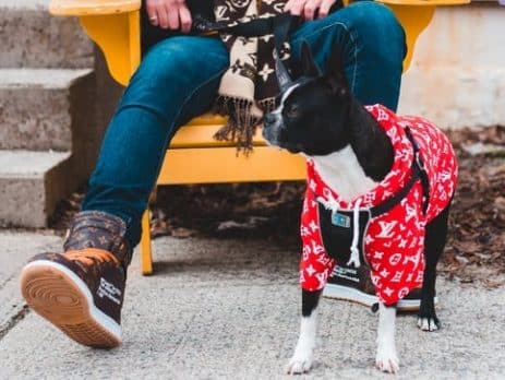 Cool costumes Dogs blog NewDoggy.com