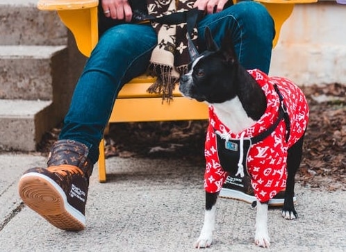 Cool costumes Dogs blog NewDoggy.com